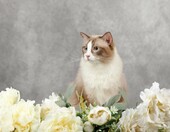 Tło fotograficzne z mikrofibry 1,5x2,2 m Kate, stan: nowy – zdjęcie 5