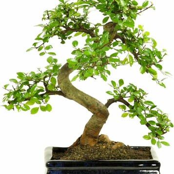 Bonsai Wiąz chiński w ceramicznej misce, stan: nowy