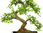 Bonsai Wiąz chiński w ceramicznej misce, ok. 8 lat, 35-40 cm – zdjęcie 1