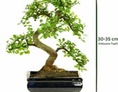 Bonsai Wiąz chiński w ceramicznej misce, ok. 8 lat, 35-40 cm – zdjęcie 2