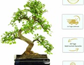 Bonsai Wiąz chiński w ceramicznej misce, ok. 8 lat, 35-40 cm – zdjęcie 3