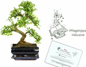 Bonsai Wiąz chiński w ceramicznej misce, ok. 8 lat, 35-40 cm – zdjęcie 4