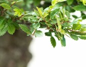 Bonsai Wiąz chiński w ceramicznej misce, ok. 8 lat, 35-40 cm – zdjęcie 5