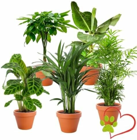 Blume Ideal Zestaw 5 roślin doniczkowych przyjaznych zwierzętom