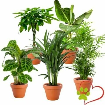 5 roślin doniczkowych Blume Ideal Zestaw (stan nowy)