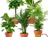Blume Ideal Zestaw 5 roślin doniczkowych przyjaznych zwierzętom – zdjęcie 1