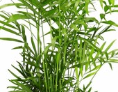Blume Ideal Zestaw 5 roślin doniczkowych przyjaznych zwierzętom – zdjęcie 4
