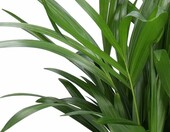 Blume Ideal Zestaw 5 roślin doniczkowych przyjaznych zwierzętom – zdjęcie 5