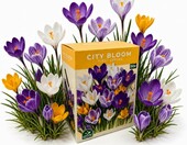 Nojus Cebulki krokusów mix 50 szt. City Bloom First Spring – zdjęcie 1