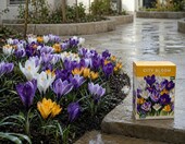 Nojus Cebulki krokusów mix 50 szt. City Bloom First Spring – zdjęcie 2