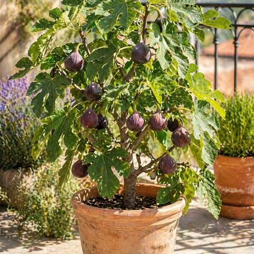 Ficus carica Drzewko figowe mrozoodporne 70-100 (stan nowy)