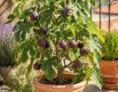 Ficus carica Drzewko figowe mrozoodporne 70-100 cm, do ogrodu – zdjęcie 1