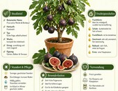 Ficus carica Drzewko figowe mrozoodporne 70-100 cm, do ogrodu – zdjęcie 2