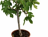 Ficus carica Drzewko figowe mrozoodporne 70-100 cm, do ogrodu – zdjęcie 4
