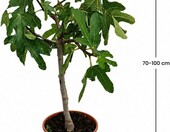 Ficus carica Drzewko figowe mrozoodporne 70-100 cm, do ogrodu – zdjęcie 5