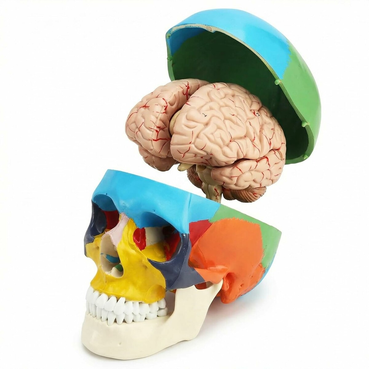Anatomiczny model czaszki i mózgu 1:1