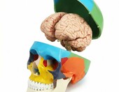 Anatomiczny model czaszki i mózgu 1:1 – zdjęcie 1