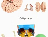 Anatomiczny model czaszki i mózgu 1:1 – zdjęcie 2