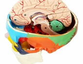 Anatomiczny model czaszki i mózgu 1:1 – zdjęcie 3