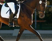 Equistro Haemolytan 400 - płynny suplement dla koni 250 ml – zdjęcie 4