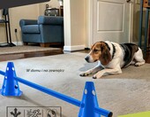all Pets United zestaw 2 płotków agility dla psa, regulowana wysokość – zdjęcie 5