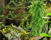 QUOZUO Sztuczne rośliny do terrarium – zestaw pnączy i lian z przyssawkami – zdjęcie 5