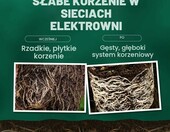 Mikoryza DYNOMYCO - inokulant mikoryzowy 340 g, do 68 roslin – zdjęcie 3