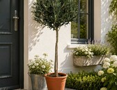 Drzewo oliwne (Olea europaea) 100-120 cm, sadzonka liściasta do ogrodu, na taras i balkon – zdjęcie 1