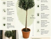 Drzewo oliwne (Olea europaea) 100-120 cm, sadzonka liściasta do ogrodu, na taras i balkon – zdjęcie 2