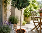 Drzewo oliwne (Olea europaea) 100-120 cm, sadzonka liściasta do ogrodu, na taras i balkon – zdjęcie 3