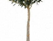 Drzewo oliwne (Olea europaea) 100-120 cm, sadzonka liściasta do ogrodu, na taras i balkon – zdjęcie 4