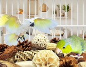Felicify zestaw zabawek do żucia dla papug - naturalne drewno – zdjęcie 5
