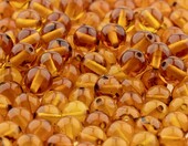Amber Culture Koraliki bursztynowe 5 mm – naturalny bursztyn bałtycki – zdjęcie 4