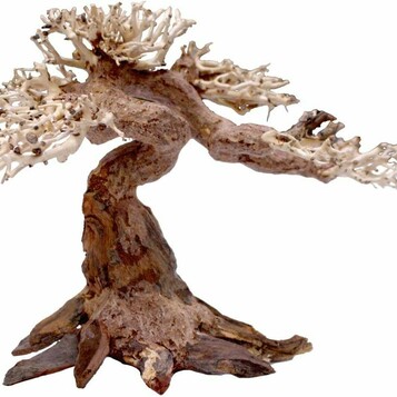 Amtra Oriental Wind 5 – naturalny korzeń do akwarium, 25 x 10 x 18 cm
