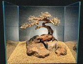 Amtra Oriental Wind 5 – naturalny korzeń do akwarium, 25 x 10 x 18 cm – zdjęcie 2