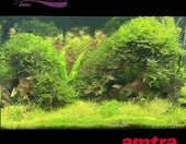 Amtra Oriental Wind 5 – naturalny korzeń do akwarium, 25 x 10 x 18 cm – zdjęcie 3