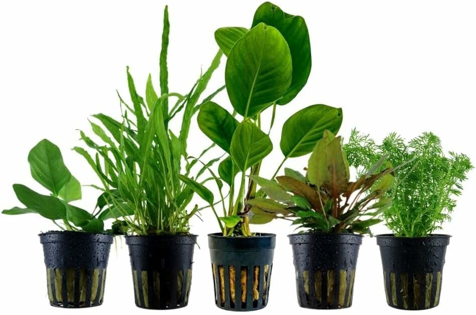 AquaOne zestaw 5 żywych roślin do akwarium – Anubias, Microsorum, Cryptocoryne, Limnophila
