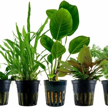 AquaOne zestaw 5 żywych roślin do akwarium – Anubias, Microsorum, Cryptocoryne, Limnophila