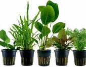 AquaOne zestaw 5 żywych roślin do akwarium – Anubias, Microsorum, Cryptocoryne, Limnophila – zdjęcie 1