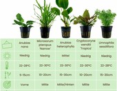 AquaOne zestaw 5 żywych roślin do akwarium – Anubias, Microsorum, Cryptocoryne, Limnophila – zdjęcie 2
