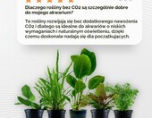 AquaOne zestaw 5 żywych roślin do akwarium – Anubias, Microsorum, Cryptocoryne, Limnophila – zdjęcie 3