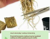 AquaOne zestaw 5 żywych roślin do akwarium – Anubias, Microsorum, Cryptocoryne, Limnophila – zdjęcie 4