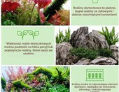 AquaOne zestaw 5 żywych roślin do akwarium – Anubias, Microsorum, Cryptocoryne, Limnophila – zdjęcie 5