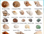 GUOYOU GY-HLTZ-21 – 21 naturalnych muszli 3-9 cm do akwarium i dekoracji – zdjęcie 2