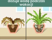 virhea granulat hydrożelowy 100 g – hydrożel zatrzymujący wodę dla roślin – zdjęcie 2