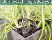 virhea granulat hydrożelowy 100 g – hydrożel zatrzymujący wodę dla roślin – zdjęcie 4