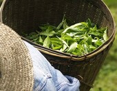 Les Papoteuses ekologiczna biała herbata z Chin – 72 torebki (3 pudełka) – zdjęcie 5