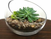RETNE zestaw startowy las w słoiku – podłoże, drenaż i kamyki do terrarium – zdjęcie 2