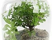 RETNE zestaw startowy las w słoiku – podłoże, drenaż i kamyki do terrarium – zdjęcie 3
