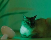Philips LivingColors Bloom – lampa stołowa 8, stan: używany – zdjęcie 4